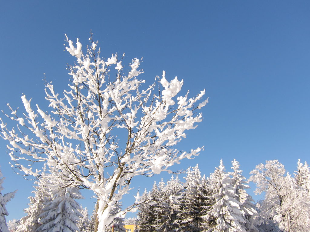 Winter in Oberhof